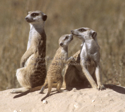 meerkat adults with baby