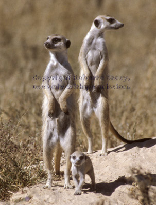 adult and baby meerkats