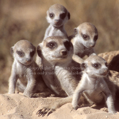 adult meerkat & four babies
