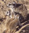 meerkat and babies