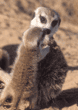 adult with baby meerkat