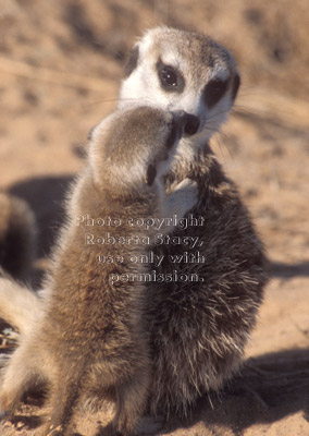 meerkat baby with adult
