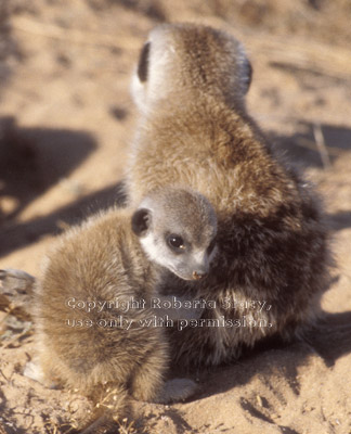 baby meerkat with adult
