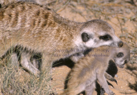 meerkat carrying baby in mouth