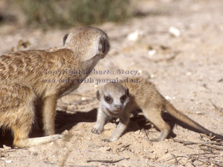 meerkat baby (kit, pup) & adult