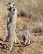 meerkat baby and adults