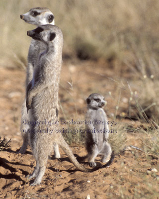 adult meerkats with baby (kit, pup)