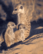 meerkat babies with adult