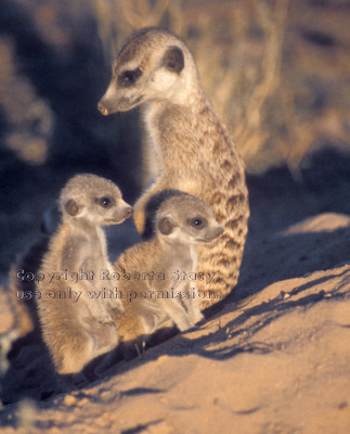 adult with two baby meerkats (kits, pups) Kalahari Desert, South Africa