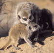 meerkat grooming baby