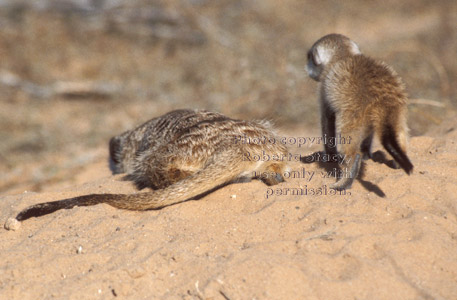 rear view of meerkat baby & adult