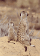 adult and baby meerkats
