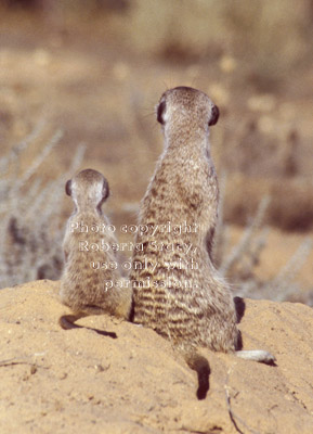 sitting meerkat baby & adult, rear view