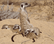 babysitter with meerkat babies
