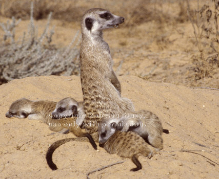 meerkat babysitter & 4 babies (kits, pups)