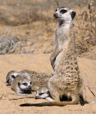 meerkat babysitter and babies