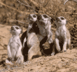 meerkat adult and babies