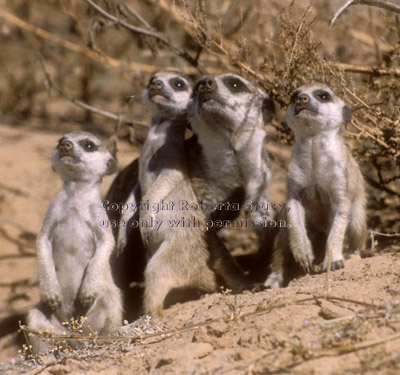 3 meerkat babies & adult
