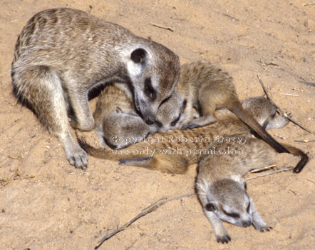 sleeping meerkat babysitter & 4 babies