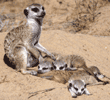 meerkat babysitter and babies
