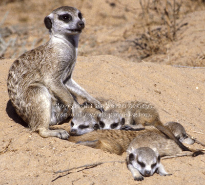 babysitter with 4 meerkat babies