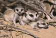 meerkat adult and babies