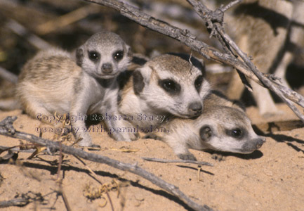 adult and baby meerkats 