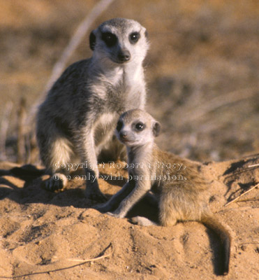 baby meerkat & adult