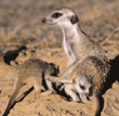 meerkat babies with adult