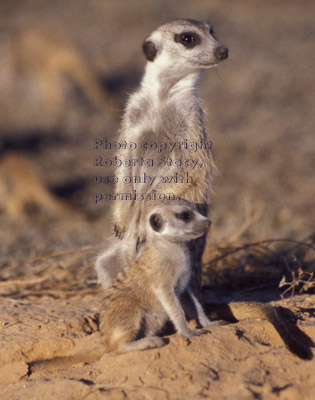 sitting baby & adult meerkats