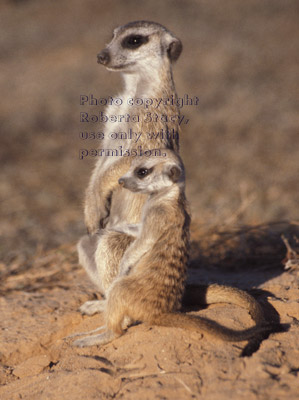meerkat baby touching adult