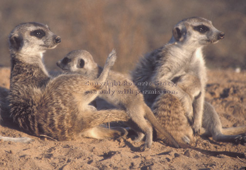 baby meerkats & adults