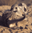 meerkat baby with adult