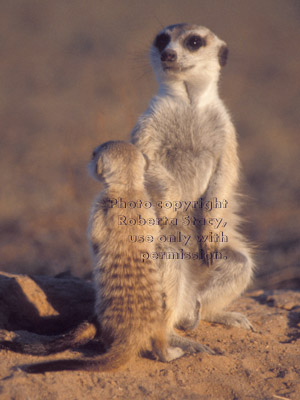 meerkat baby and adult