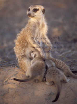 meerkat babies nursing
