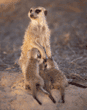 meerkat babies nursing