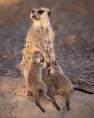 meerkat mother nursing her babies
