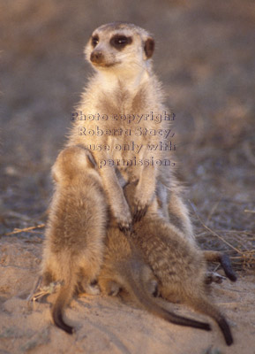 meerkat mother nursing babies