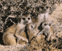 meerkats and babies
