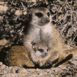 meerkat and baby