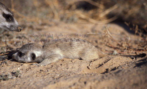 reclining meerkat baby with an adult