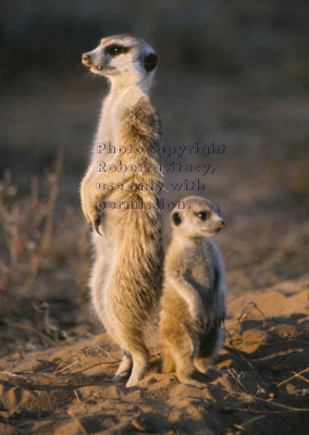 meerkat baby and adult back-to-back