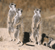 meerkat group