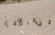 meerkats crossing road