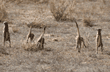 meerkats running