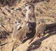 baby meerkats playing
