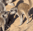 meerkat babies playing
