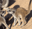meerkat babies playing