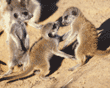 baby meerkats at play