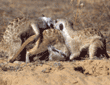 meerkats playing
